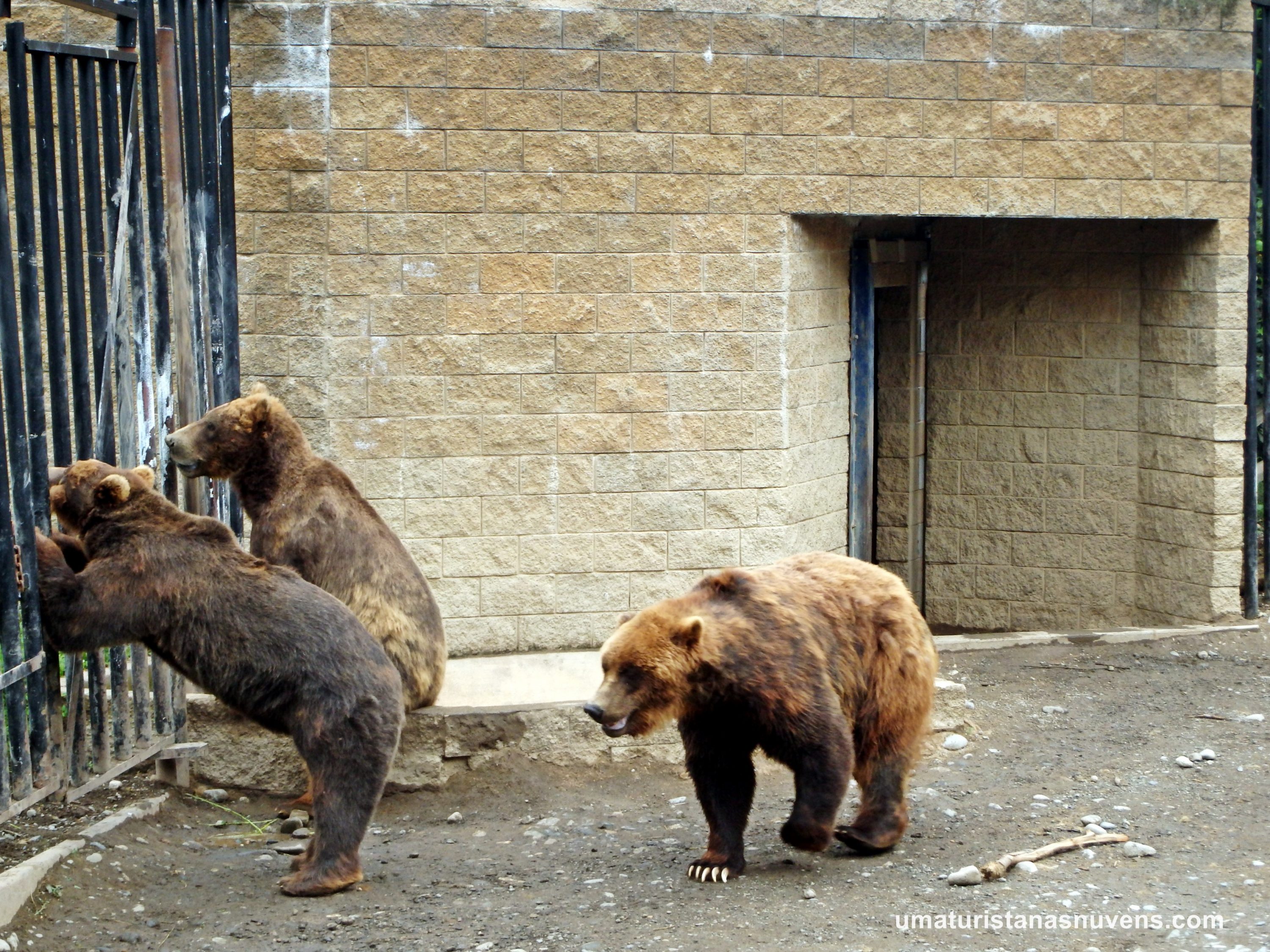 A cruel e triste realidade que o entretenimento com animais esconde - Uma  Turista Nas Nuvens, image size:3000x2250