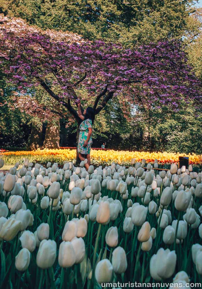 Keukenhof - o maior parque de flores do mundo