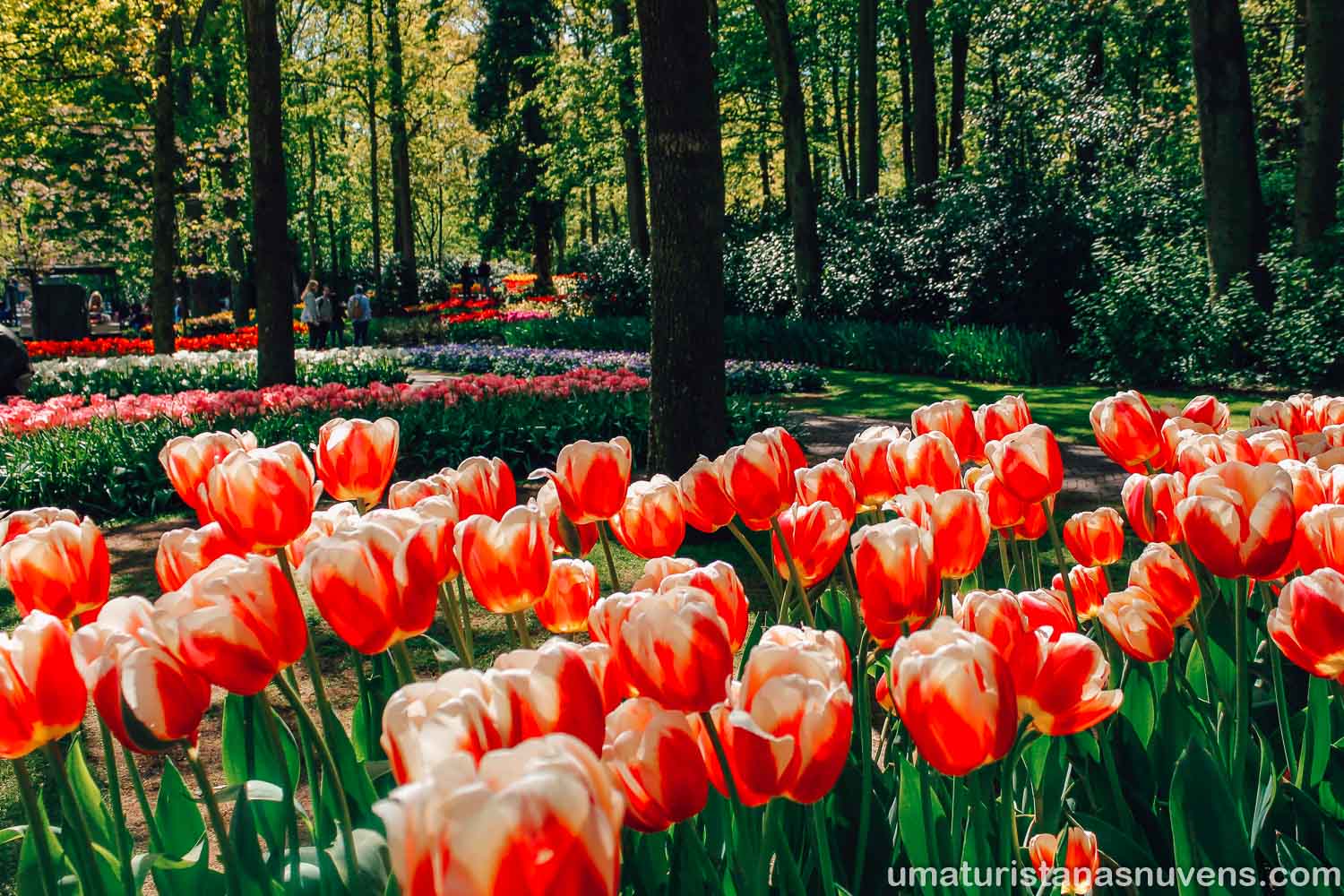 Como visitar o Keukenhof - parque de flores na Holanda - Uma Turista