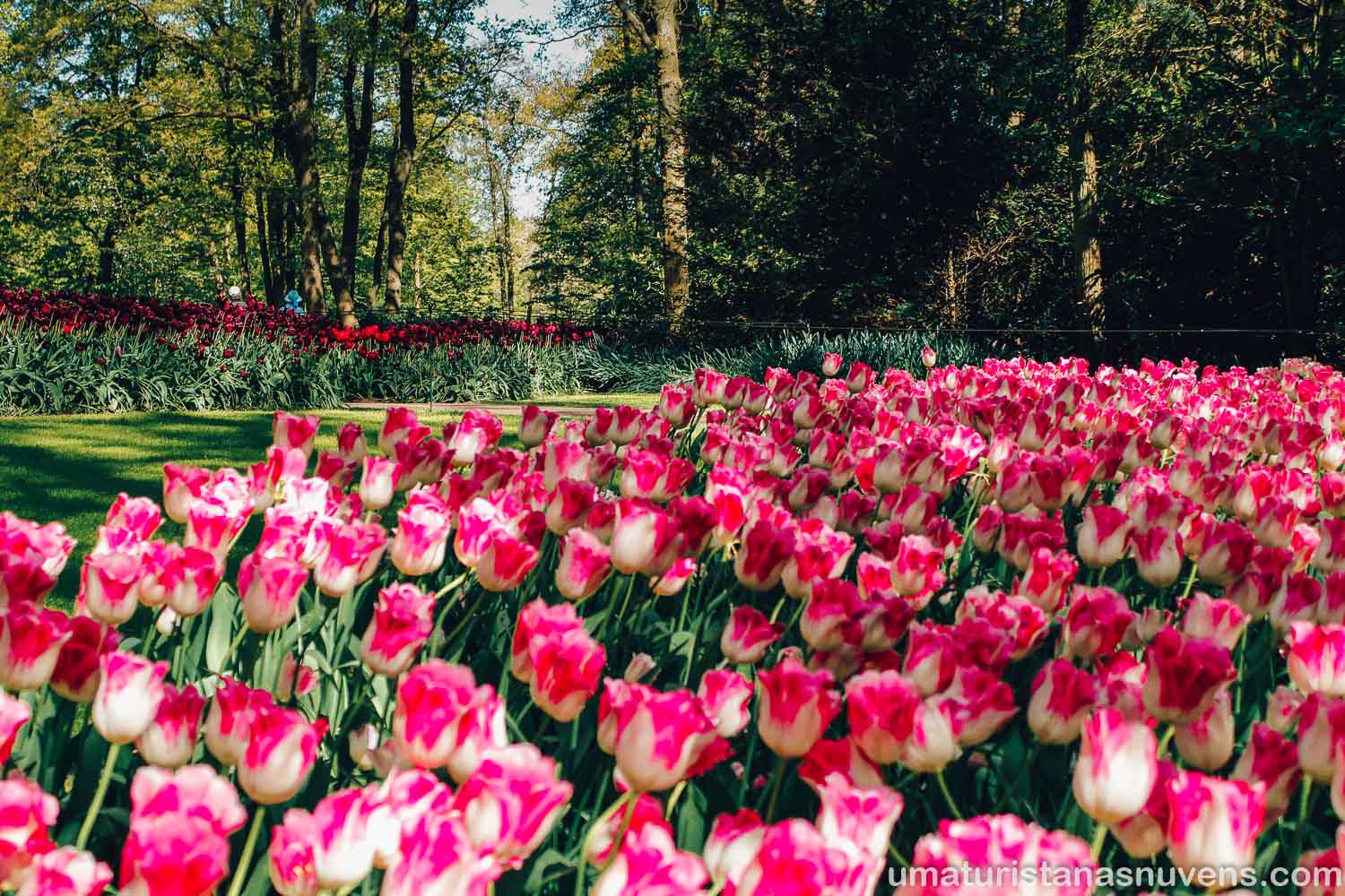 flores no Keukenhof, o maior parque de tulipas do mundo - Holanda